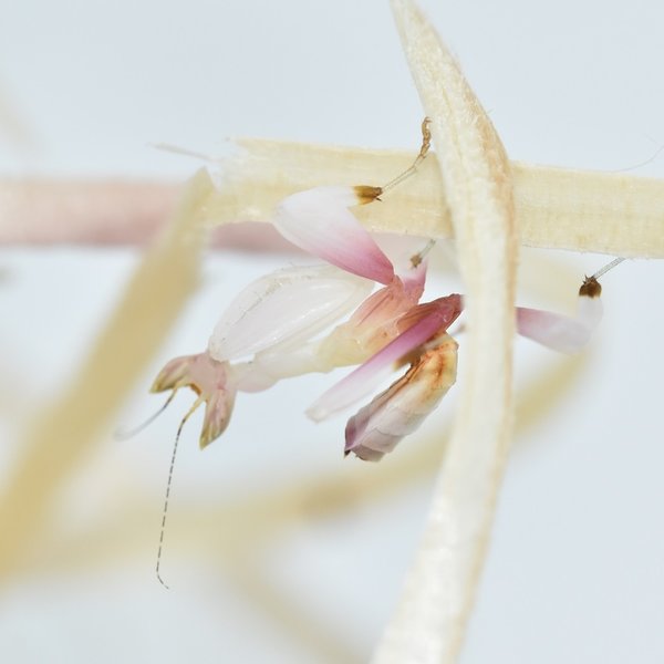 Hymenopus coronatus (Orchideenmantis / Kronenfangschrecke)