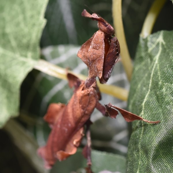 Phyllocrania paradoxa (Geister-Mantis)