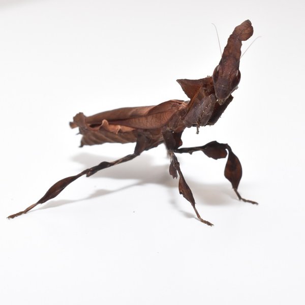 Phyllocrania paradoxa (Geister-Mantis)