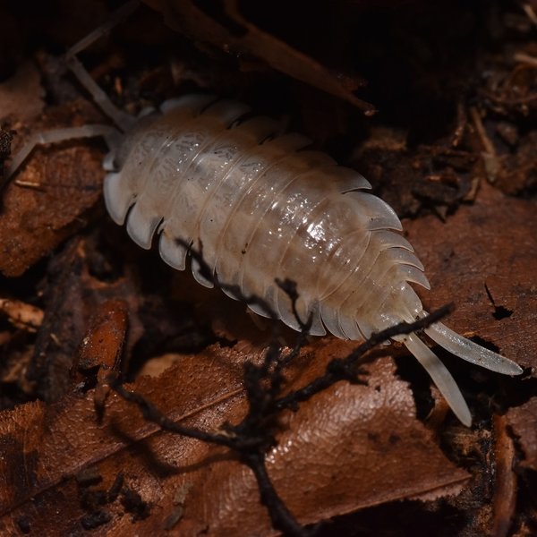 Porcellio haasi "patternless"