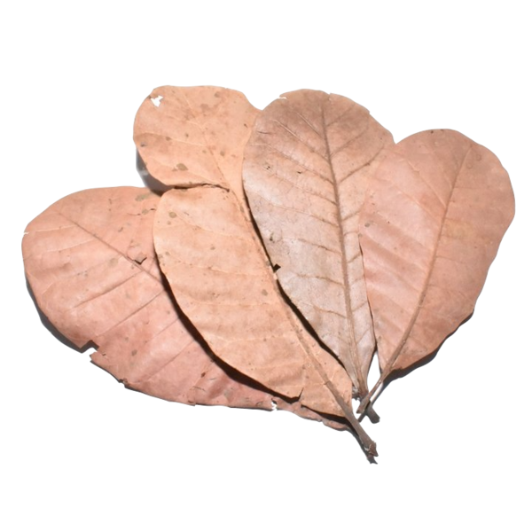 Cashew Blätter