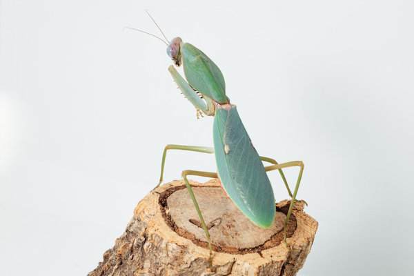Rhombodera cf. stalii (Malaysia Schild-Mantis)
