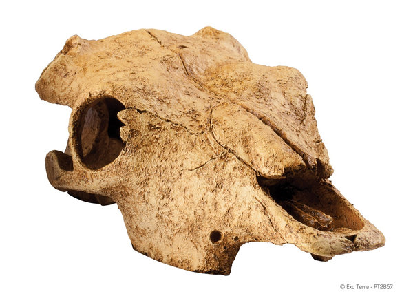 Exo Terra Buffalo Skull large