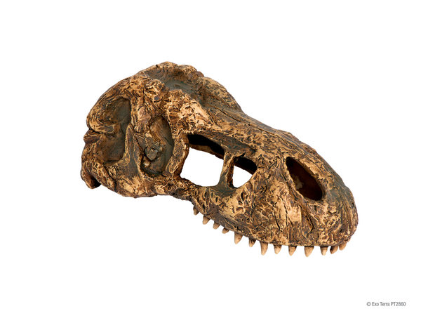 Exo Terra T-Rex Skull (das Fossiles Versteck) small