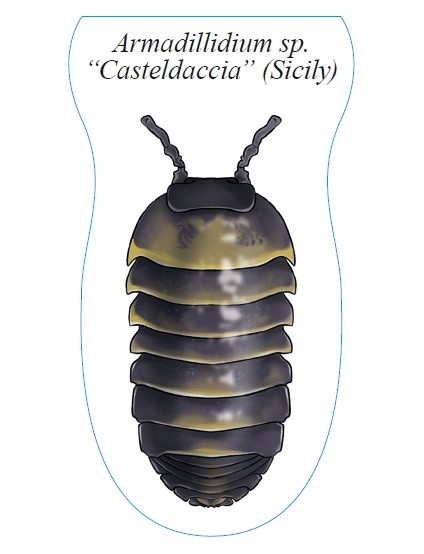 Sticker Armadillidium spec. "Casteldaccia" (Sicily)