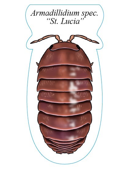 Sticker Armadillidium sp. "St. Lucia"