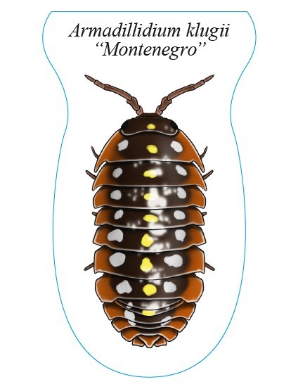 Sticker Armadillidium klugii "Montenegro"