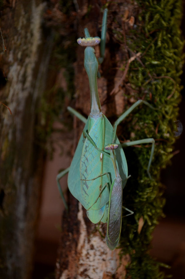 Pseudoxyops perpulchra (Peruanische Blatt-Mantis)