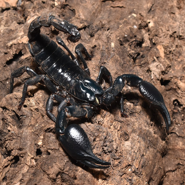 Heterometrus laoticus "schwarzer Laos-Skorpion"